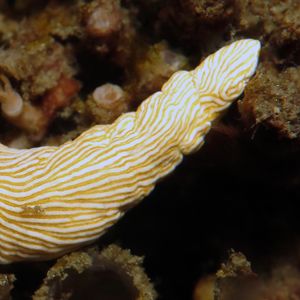 Dermatobranchus albus 东帝汶 Timor-Leste @LazyDiving.com 潜水时光